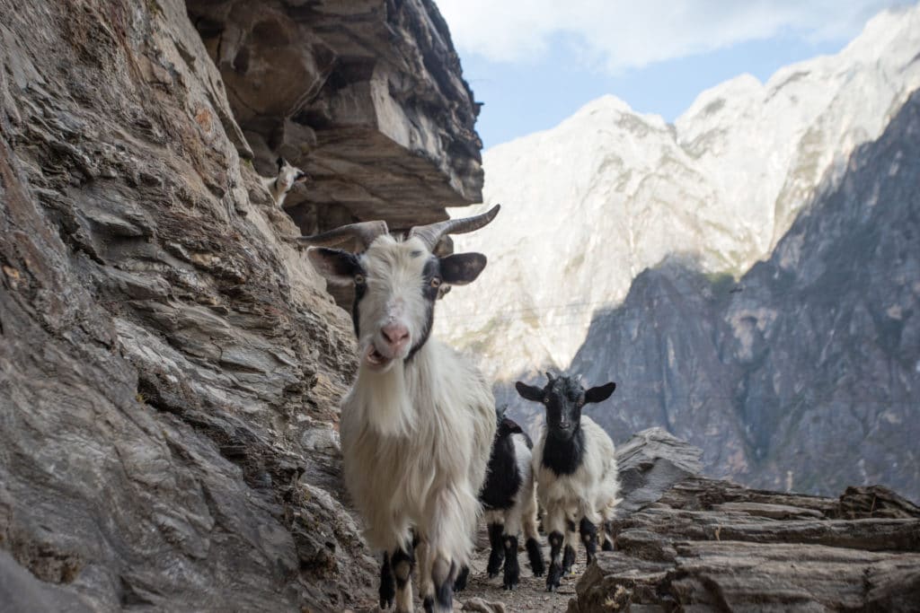 Goats on the Road