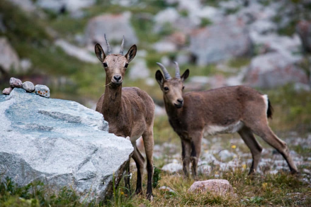 Young Ibex at Ratsek Hut in Ala Archa