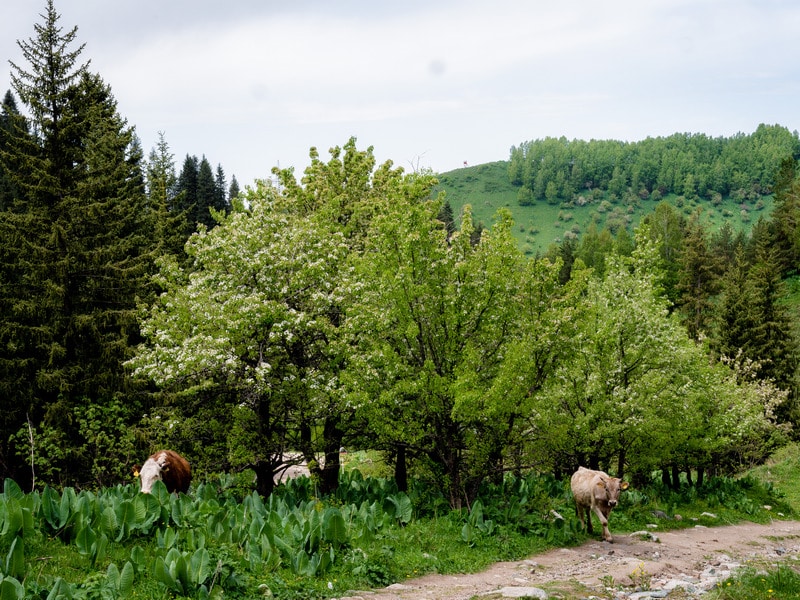 Apple Orchard on the way to Peak Furmanov