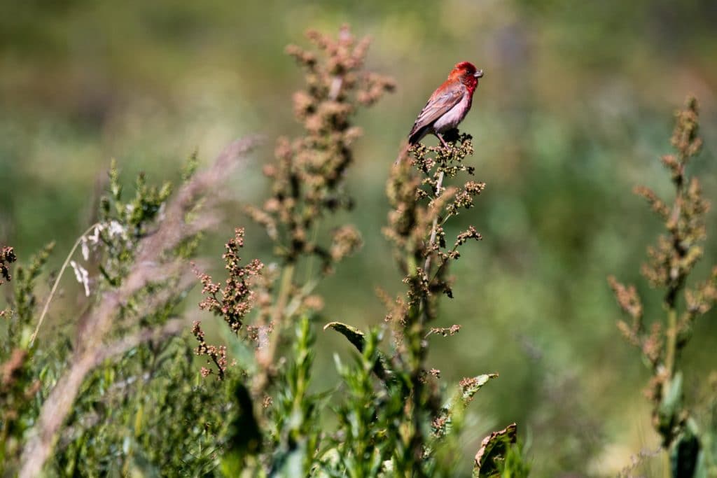 Bird Life in Adygene Valley
