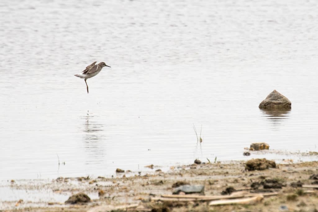 Bird life at Fazilman Kol lake in Uzbekistan