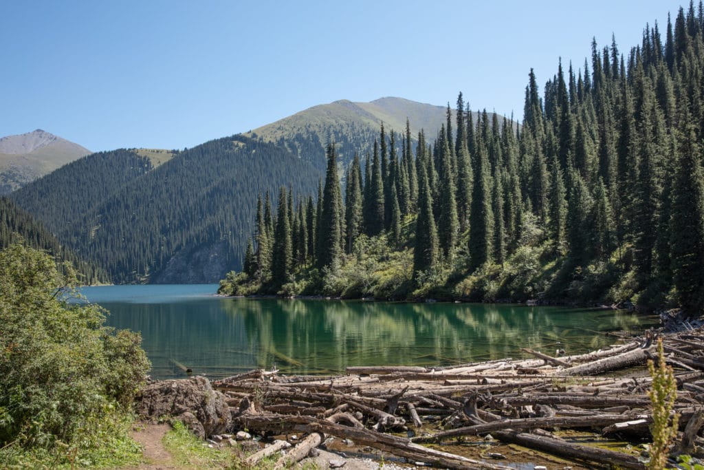 Downed Trees at Kolsai Lake