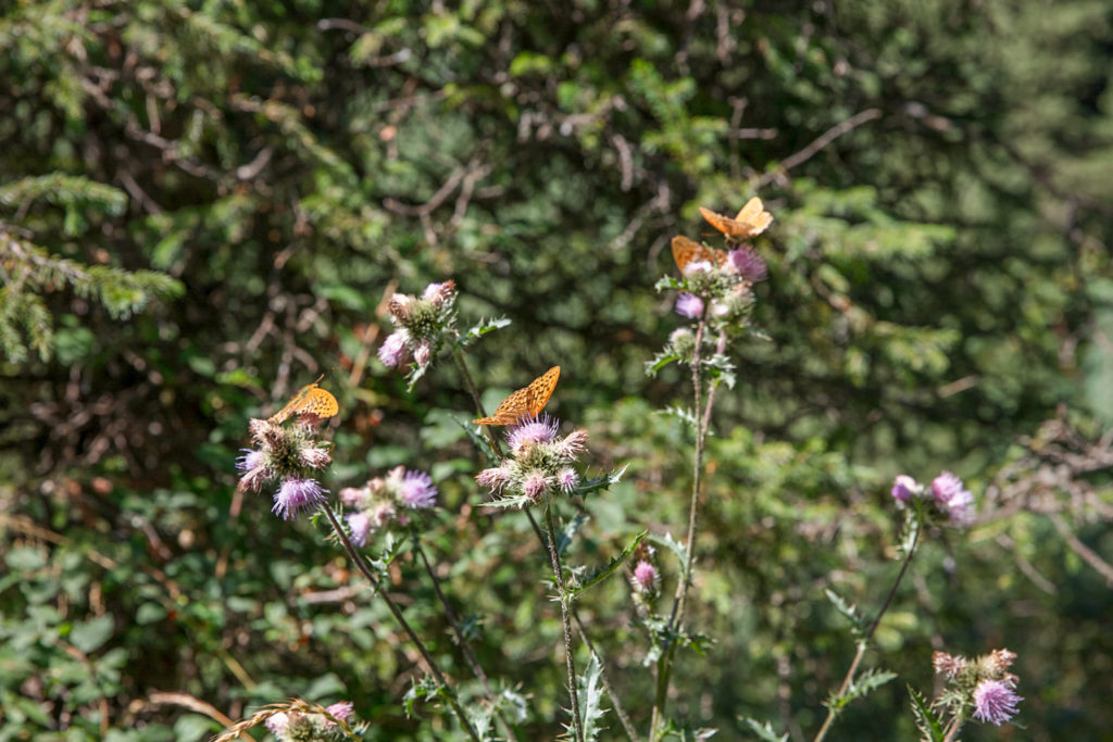 Flowers and butterflies in Kolsai Lakes National Park