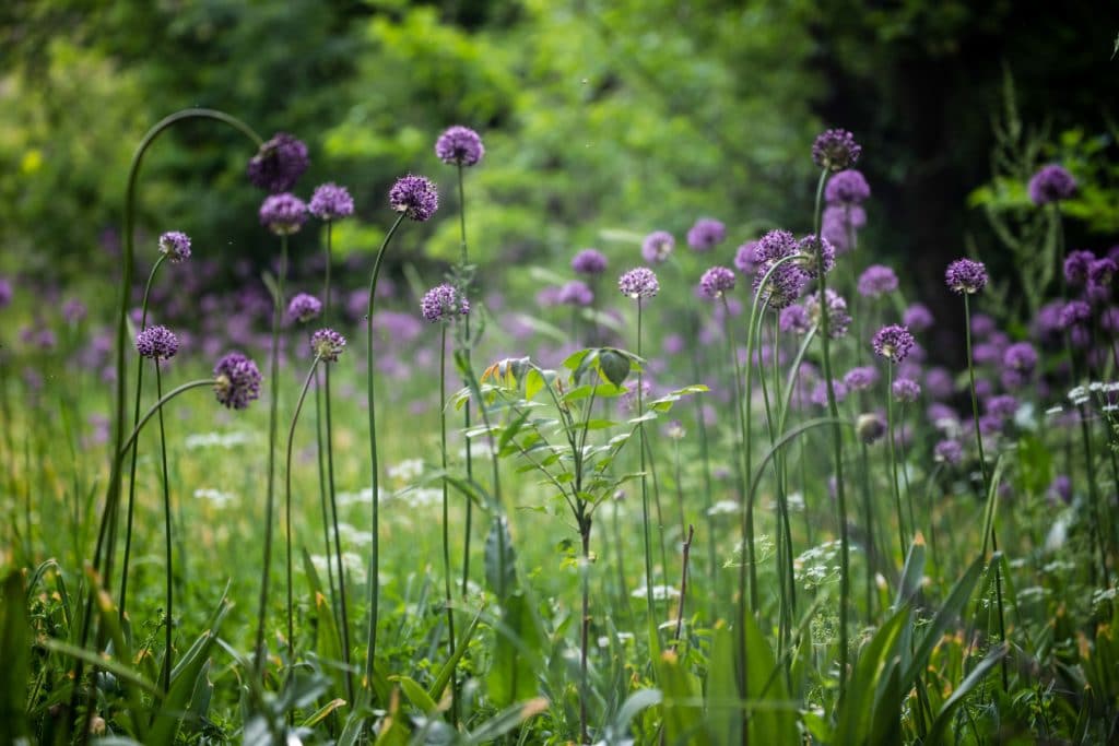 Flowers in Sentob Village