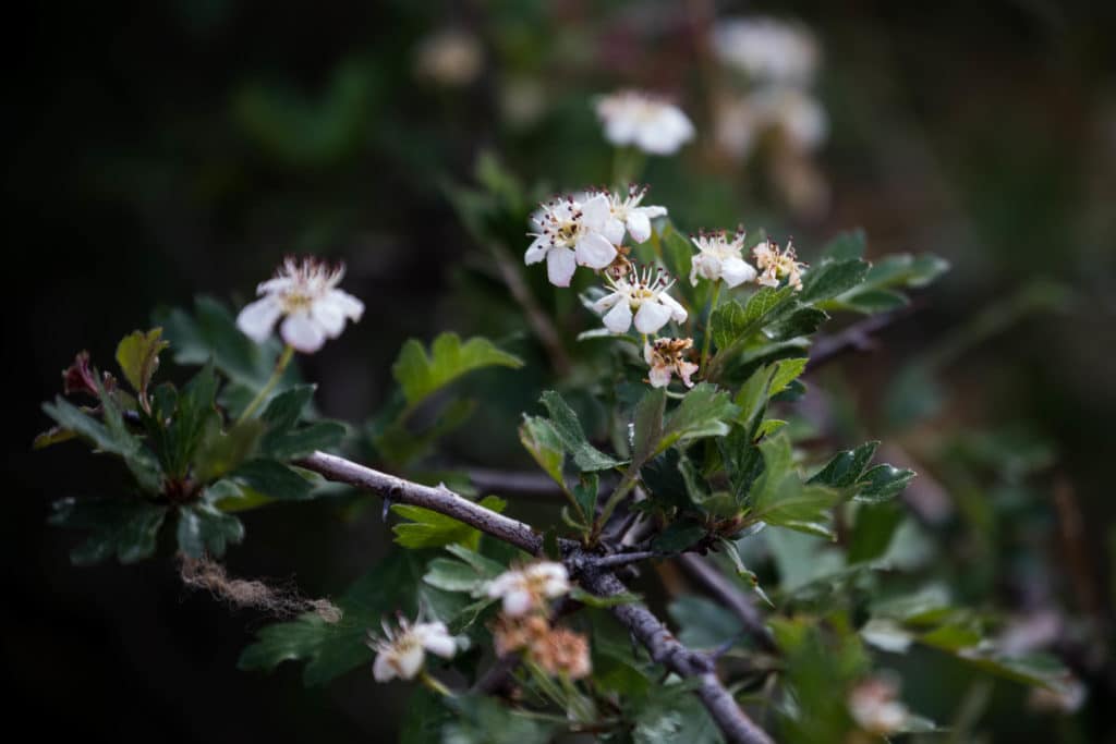 Flowers in Dara Valley