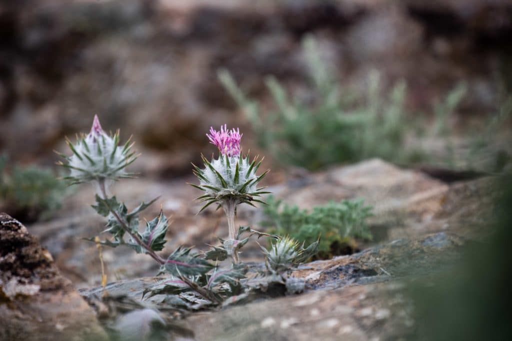 Flowers in the Nuratau Mountains of Uzbekistan