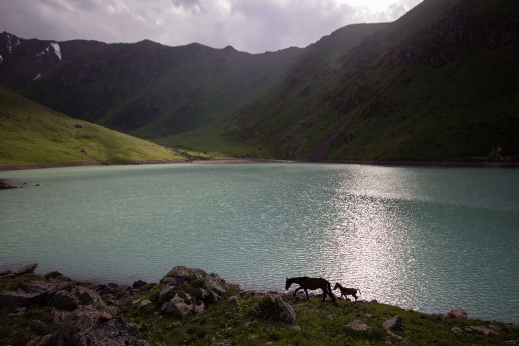 Horses Grazing at Kol Tor Lake