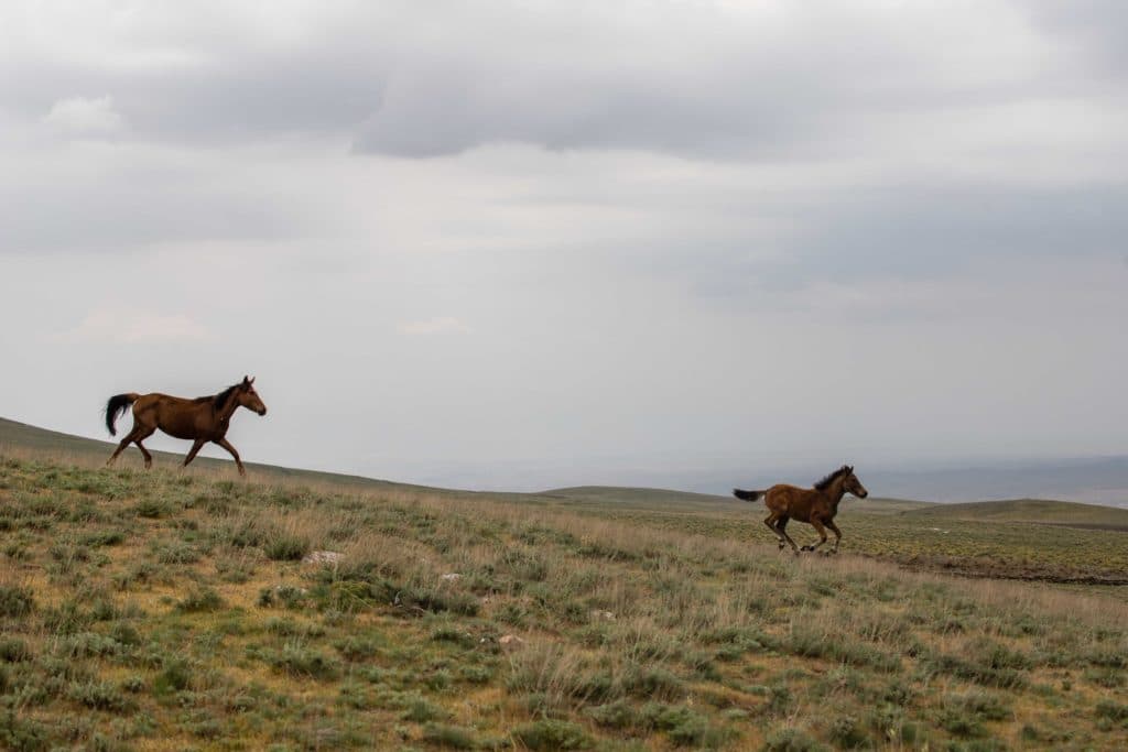 Horses running at Fazilman Kol yailook