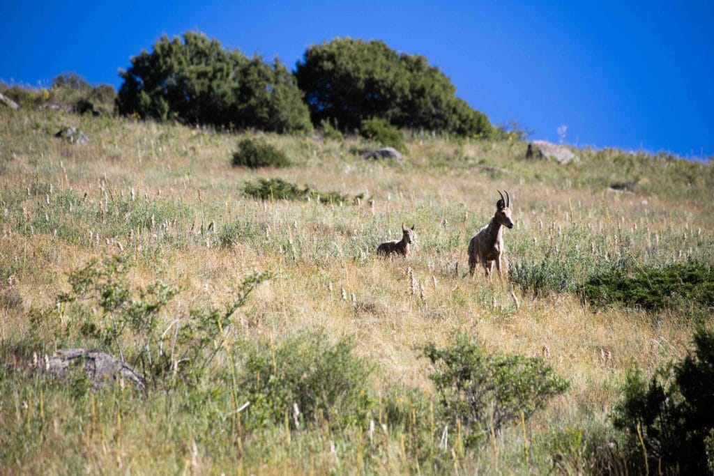 Ibex in Adygene Valley