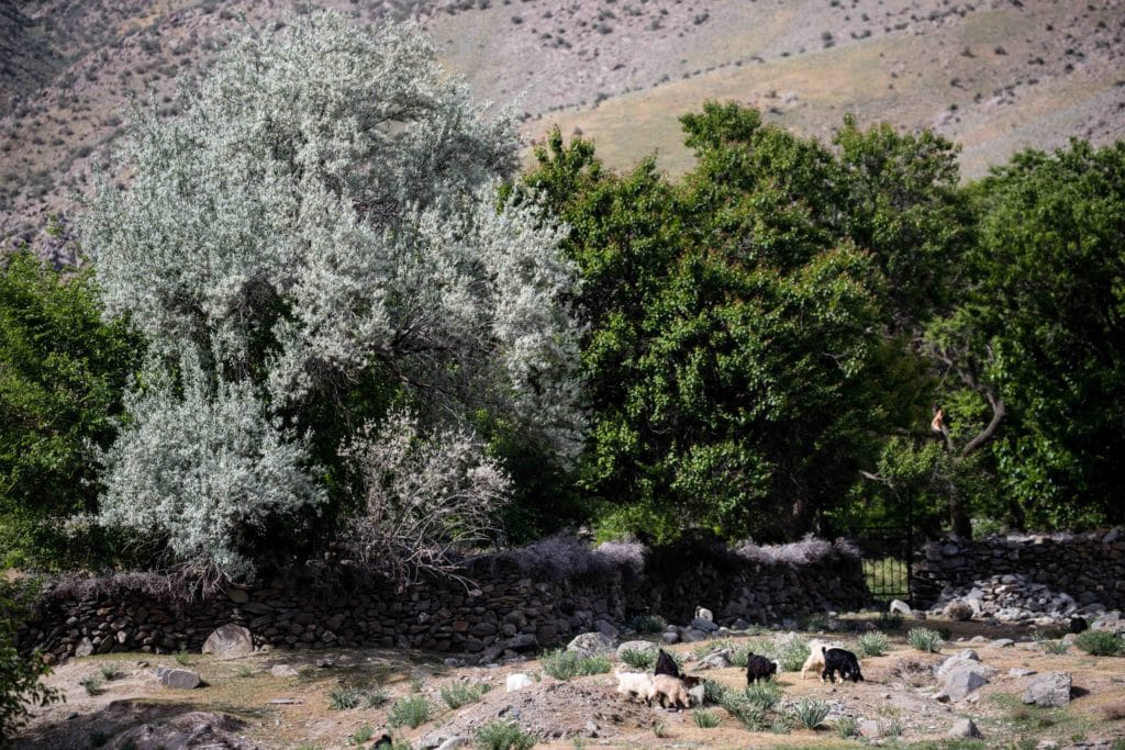 Livestock grazing along the stream in Katta Ej