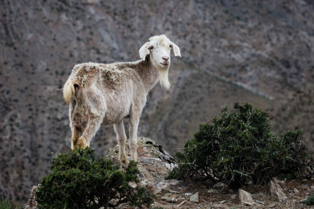 Livestock in the Nuratau Mountains of Uzbekistan