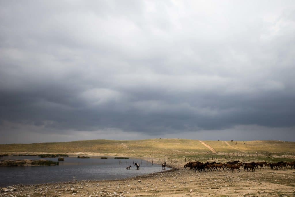 Livestock watering in Fazilman Lake in Uzbekistan