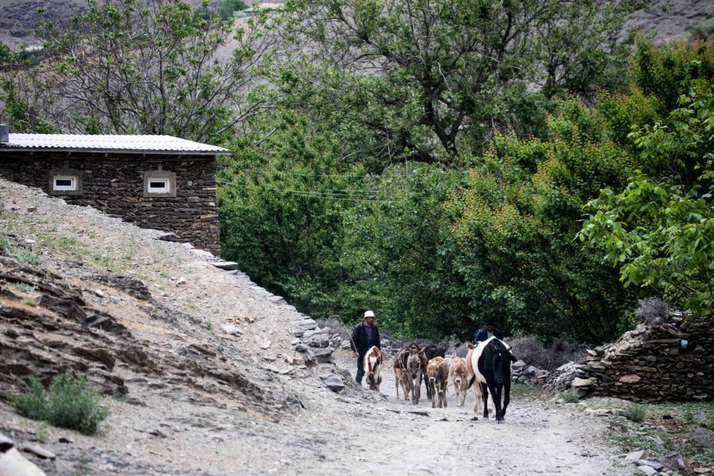 Returning to Sentob Village from the Kadvan Valley