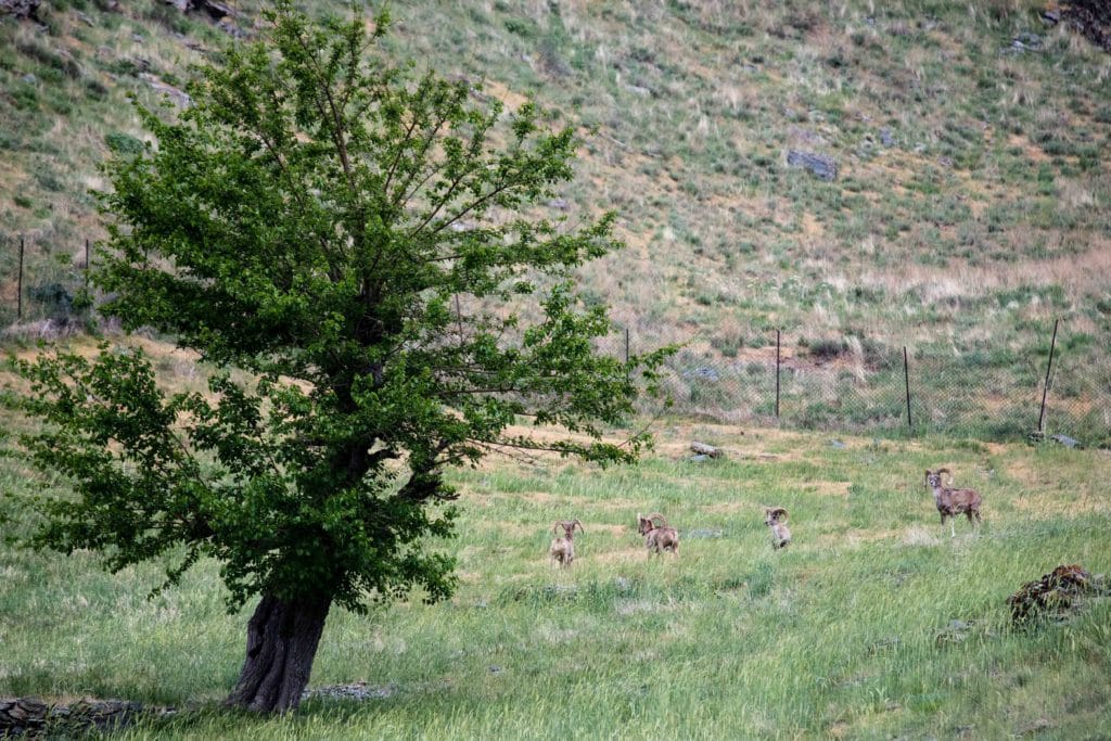 Sverdlov sheep enclosure in Hayat village