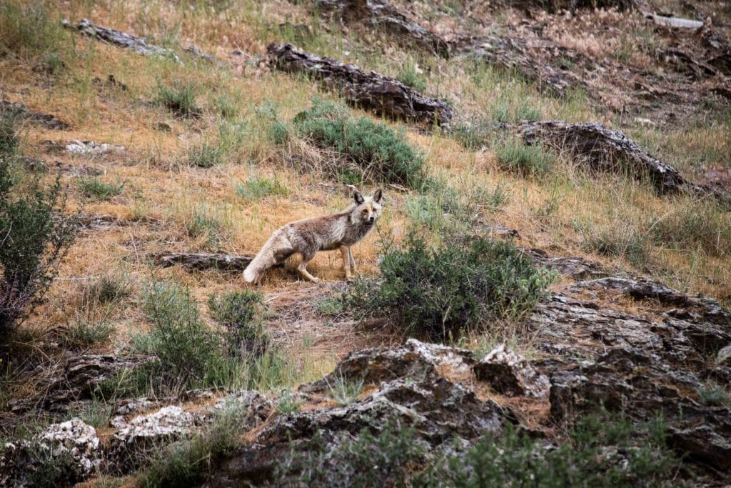 Wild fox in the Nuratau mountains