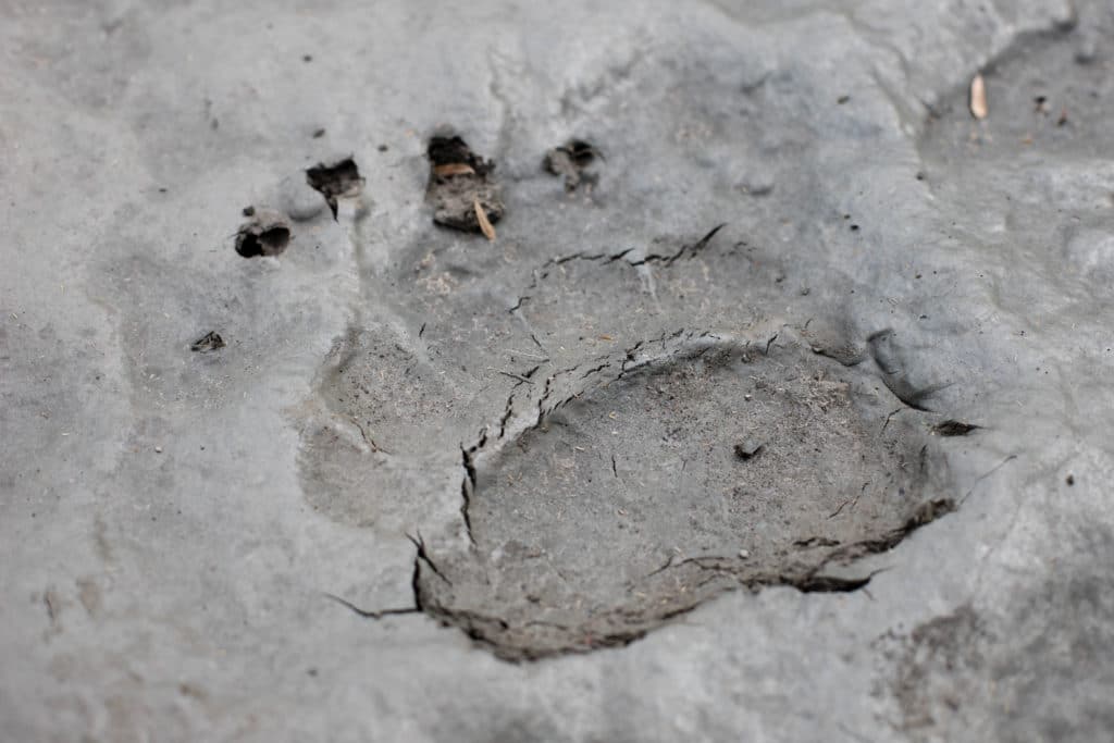Bear Footprint in the Enilchek Valley