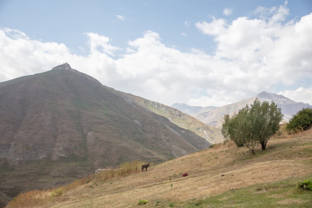 Donkey grazing in the Yagnob Valley