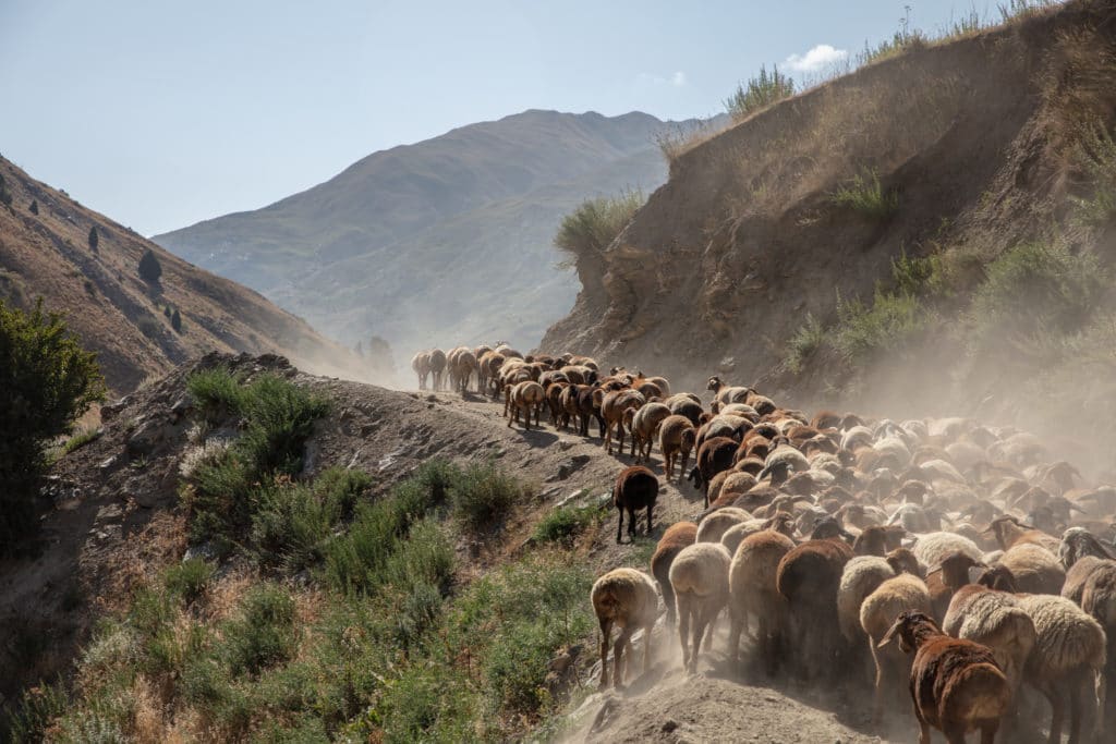 Fat Tail Sheep on the Yagnob Valley Road