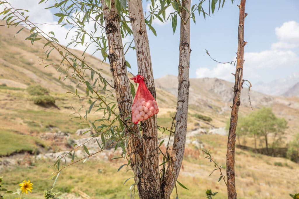 Qurut Drying in Pskon