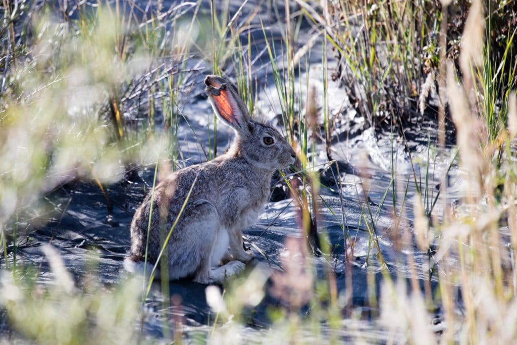 Rabbit in the Inilchek Valley