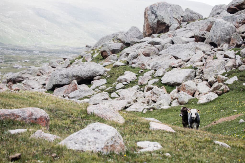 Lovestock in Chok Tal Valley