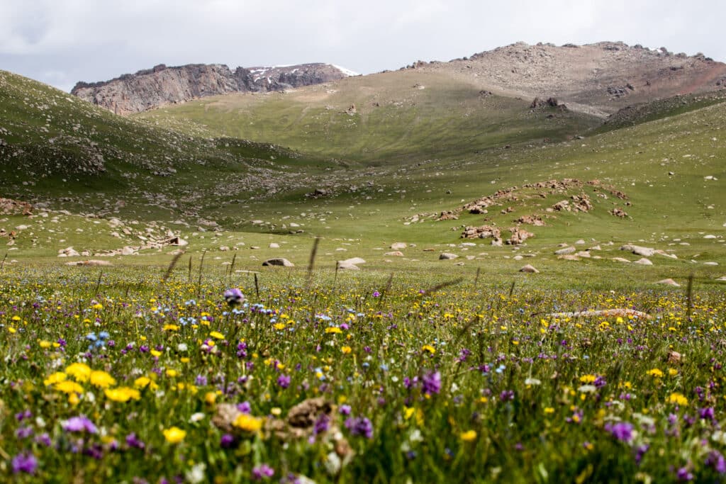 Chok-Tal Seven Lakes Wildflowers