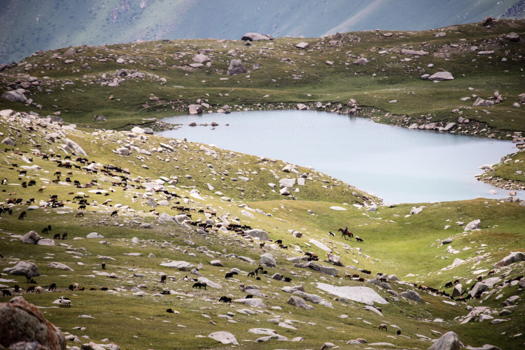 Shepherd at Chok-Tal Seven Lakes
