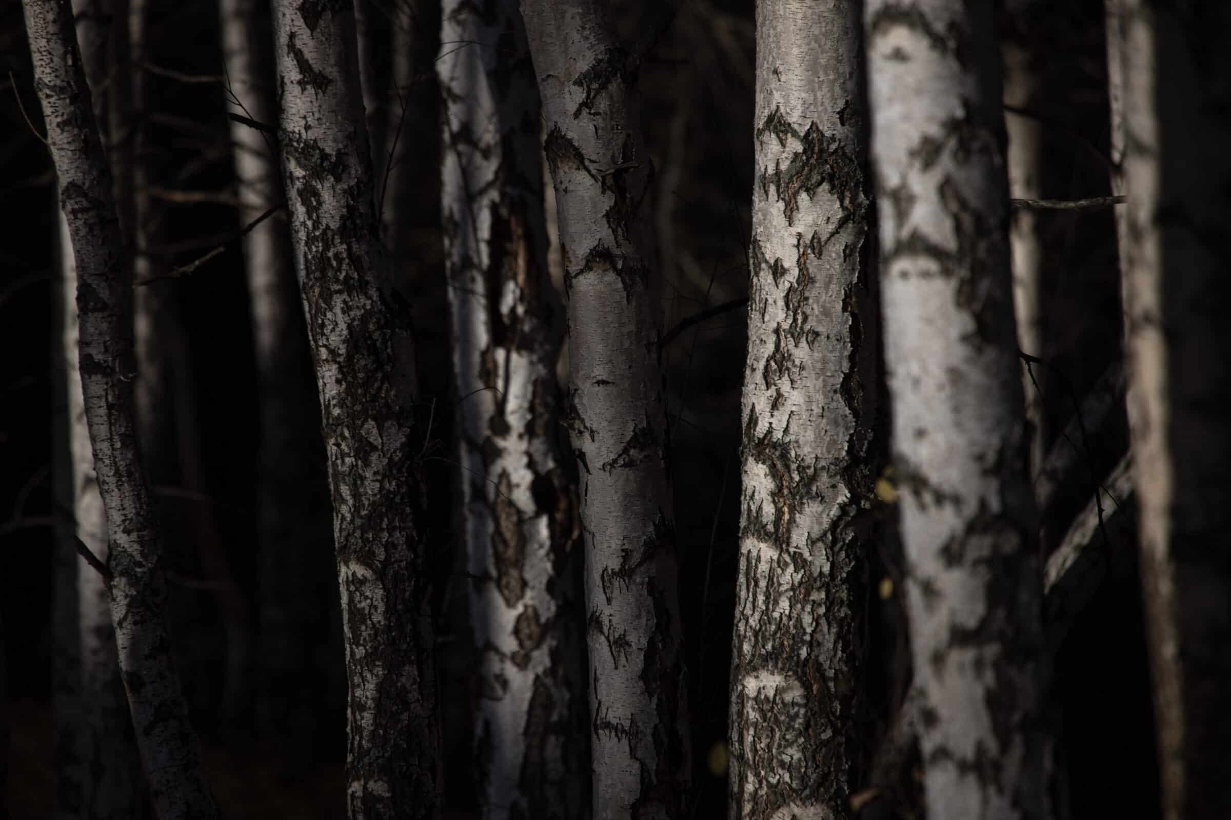 Bishkek Boirok Grove up close