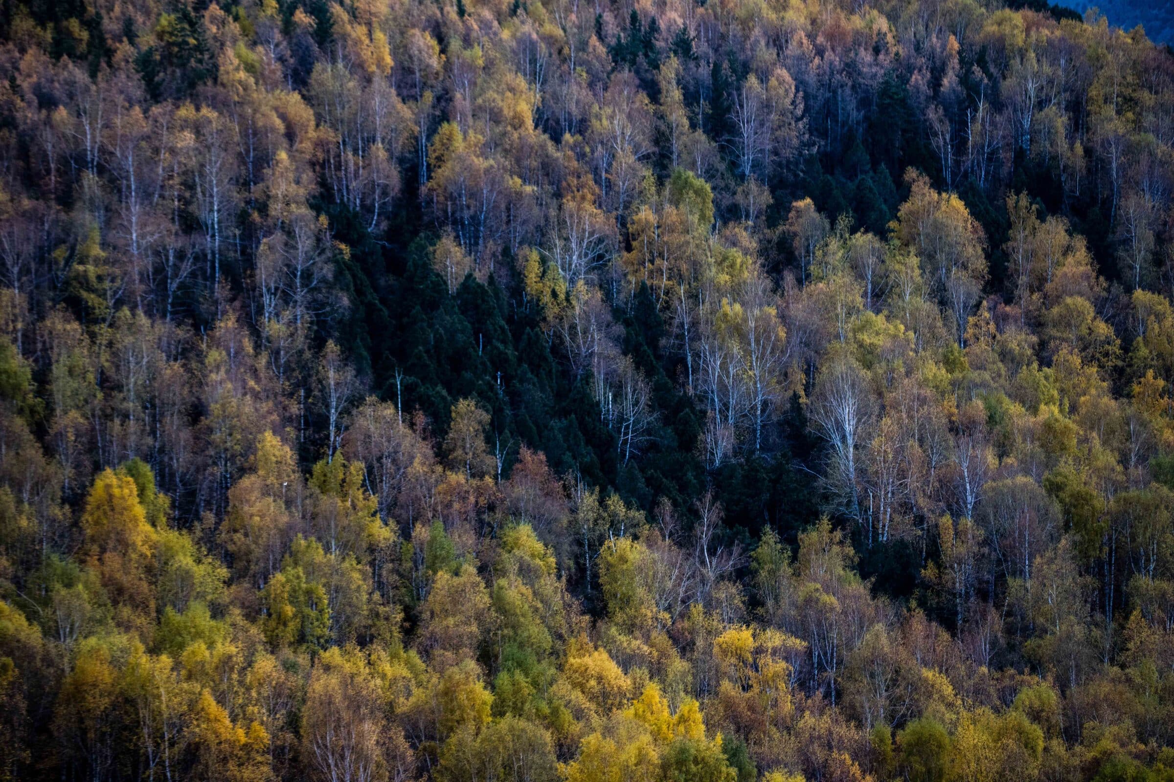 Close-up of Boirok Grove near Bishkek