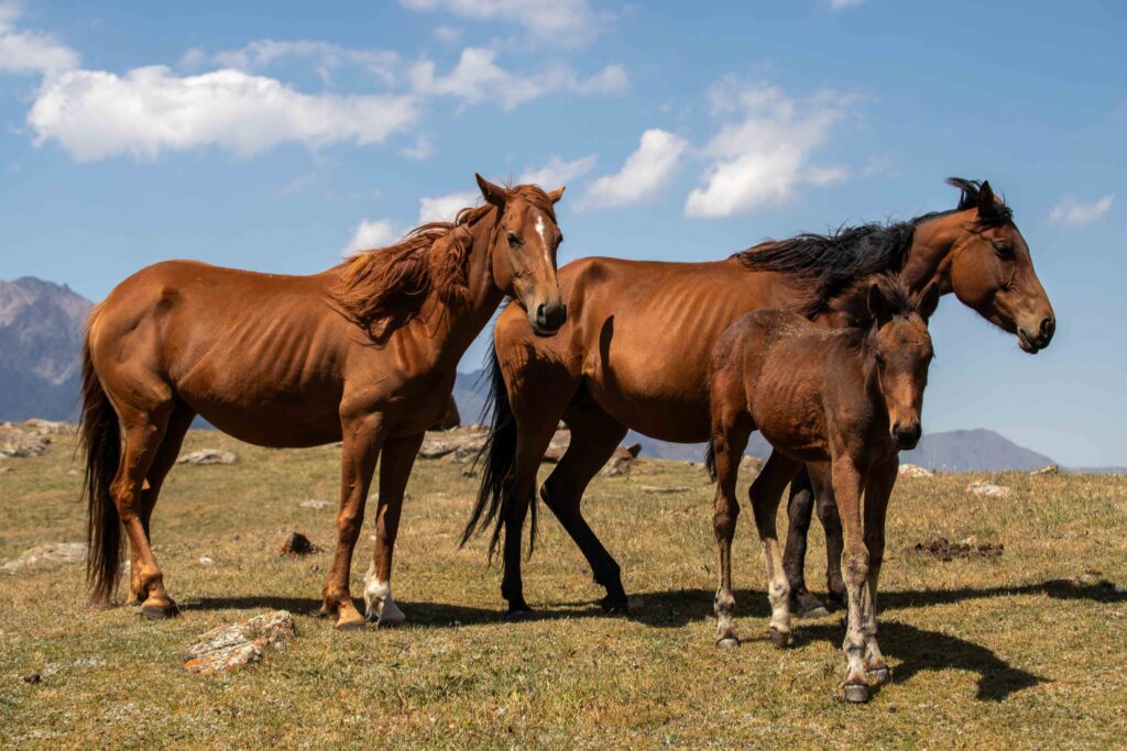 Horses at Suluutor Lakes