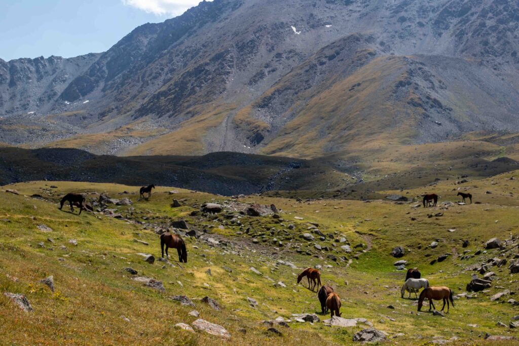 Horses at Suluutor Lakes