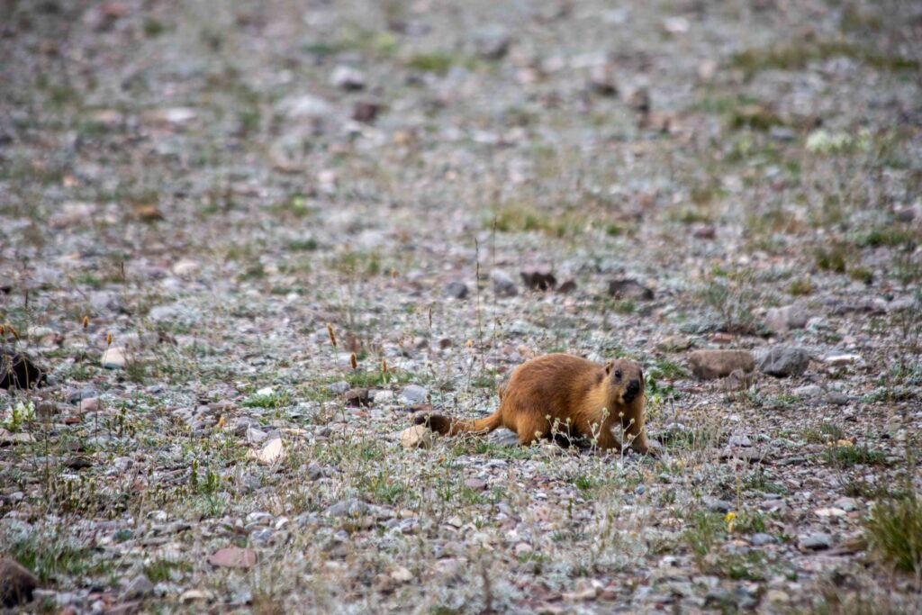 Marmots near Tulpar-Köl