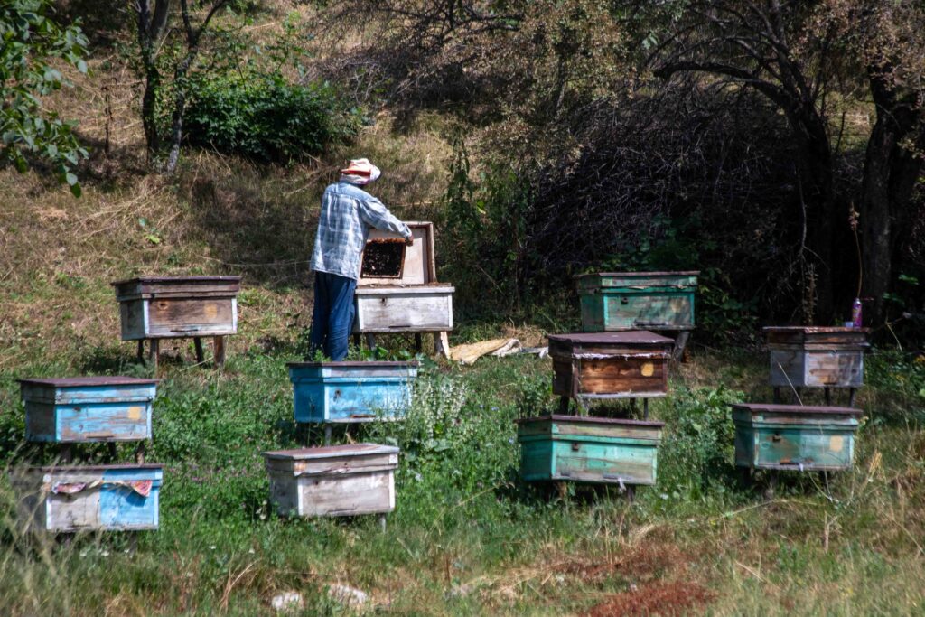 Arslanbob Village Beekeeper